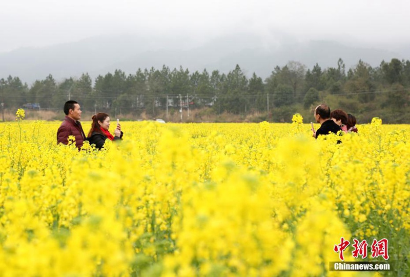 Goldene Rapsblumenfelder in Jiangxi