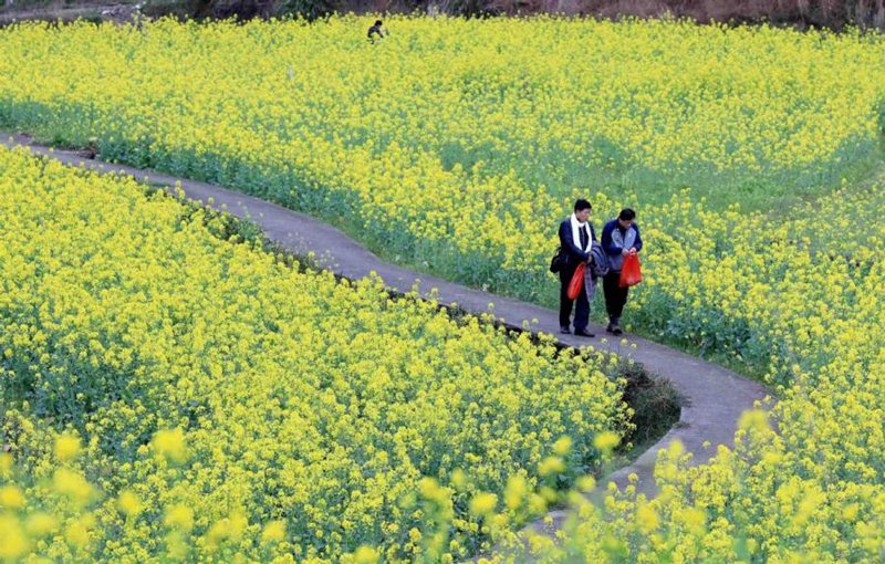 Blumen erblühen in China nach dem