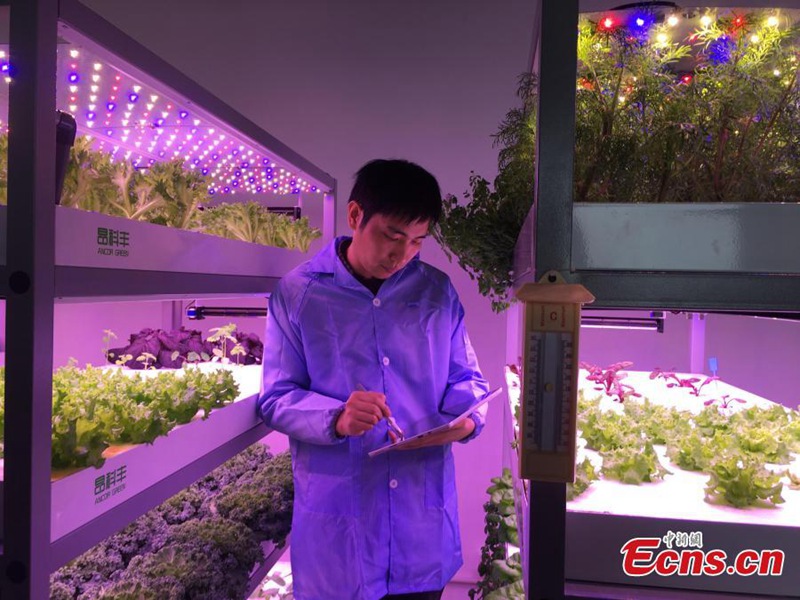 Künstliches Licht für die Pflanzenpflege im Haus