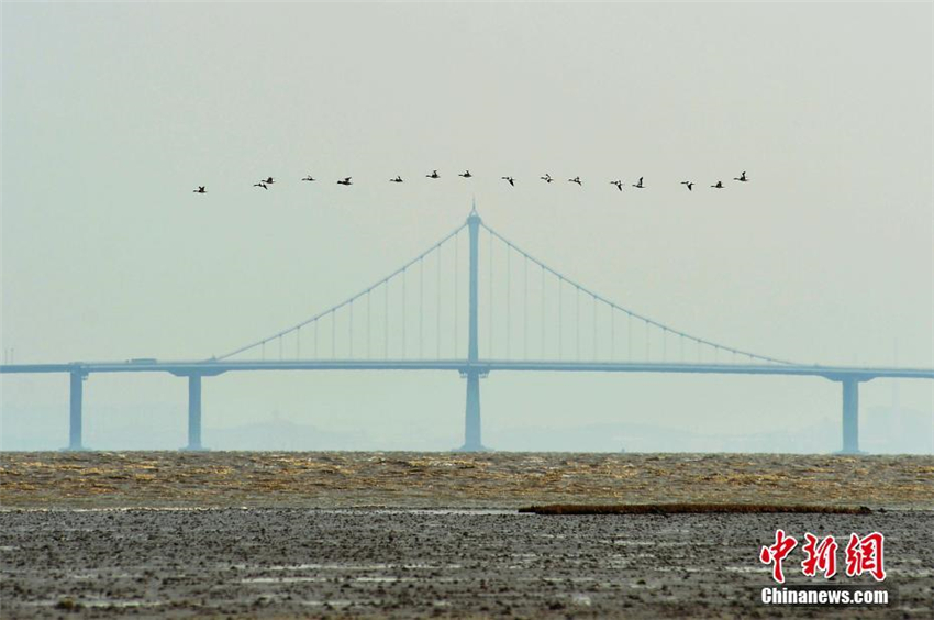 Spektakul?re Zugv?gel über Jiaozhou-Bucht