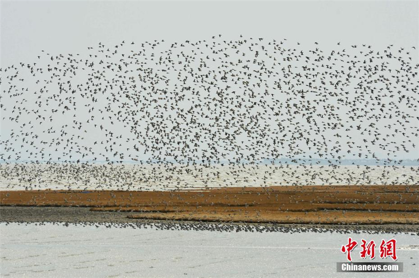 Spektakul?re Zugv?gel über Jiaozhou-Bucht