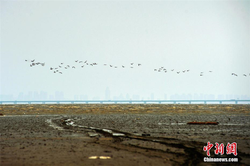 Spektakul?re Zugv?gel über Jiaozhou-Bucht