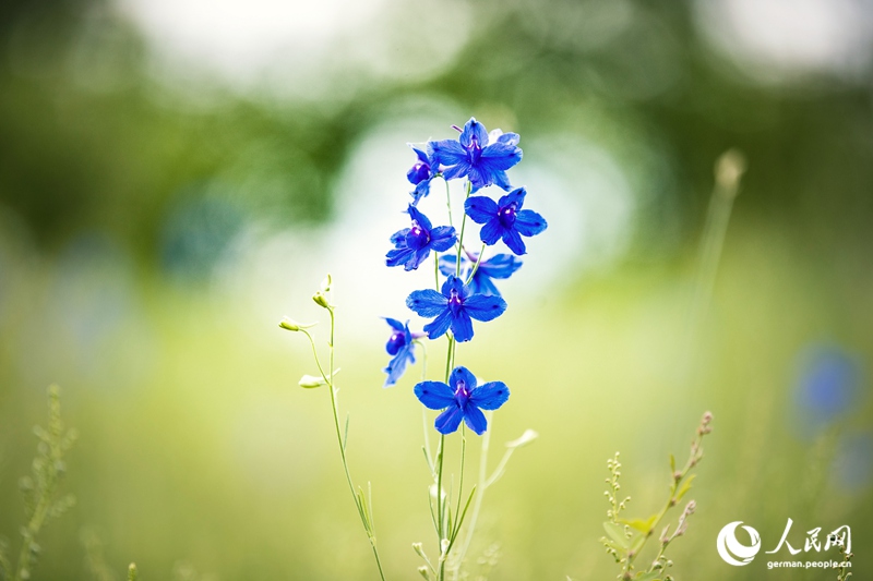 Die Innere Mongolei - Chinas wilder Norden