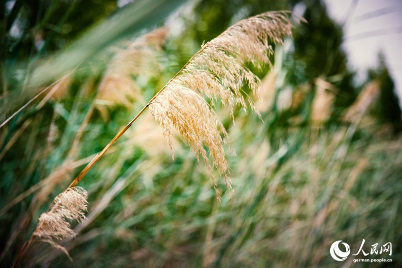 Die Innere Mongolei - Chinas wilder Norden