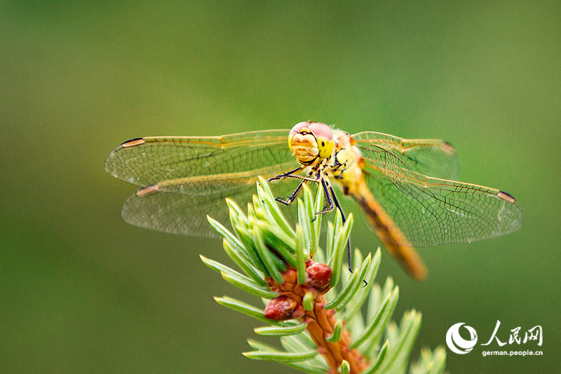Tanja trifft … die Innere Mongolei