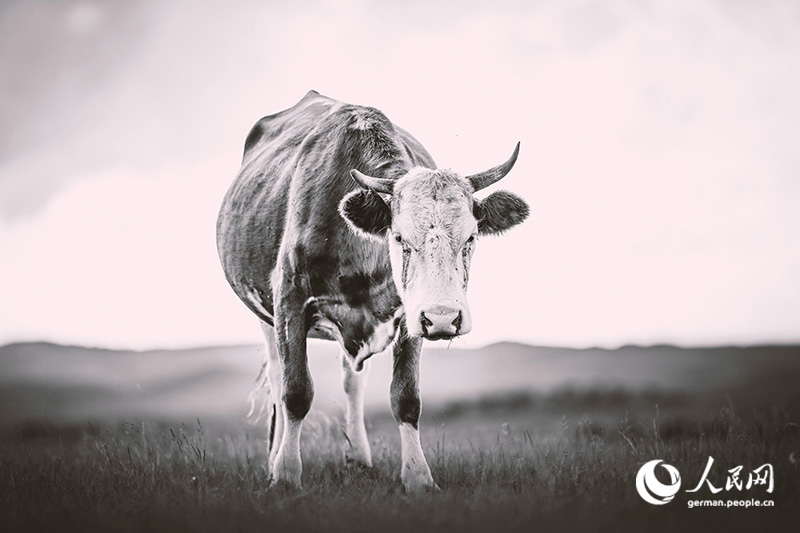 Pferde, Cowboys - Wilder Norden