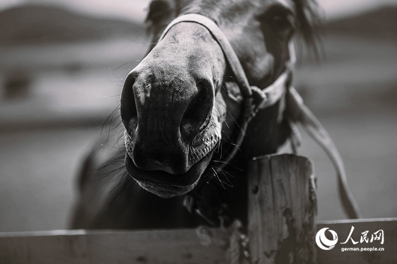 Pferde, Cowboys - Wilder Norden