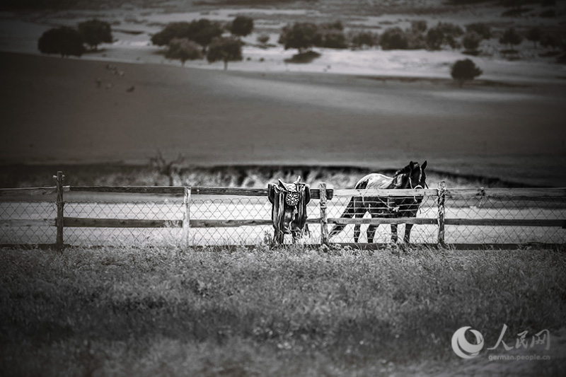 Pferde, Cowboys - Wilder Norden