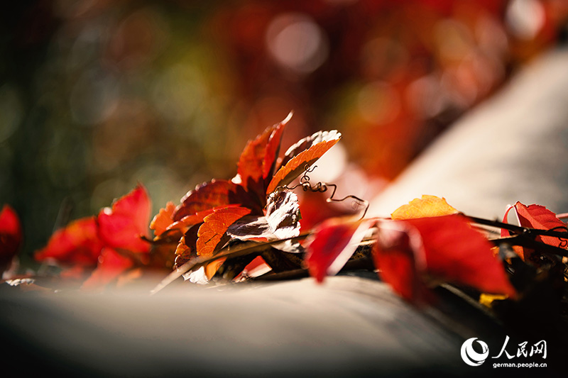 Ein Herbstspaziergang im Baiwangshan-Waldpark
