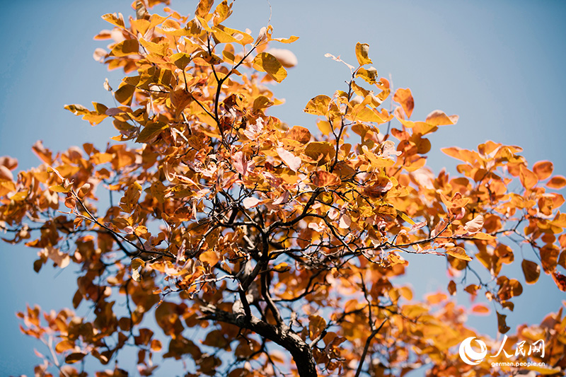 Ein Herbstspaziergang im Baiwangshan-Waldpark