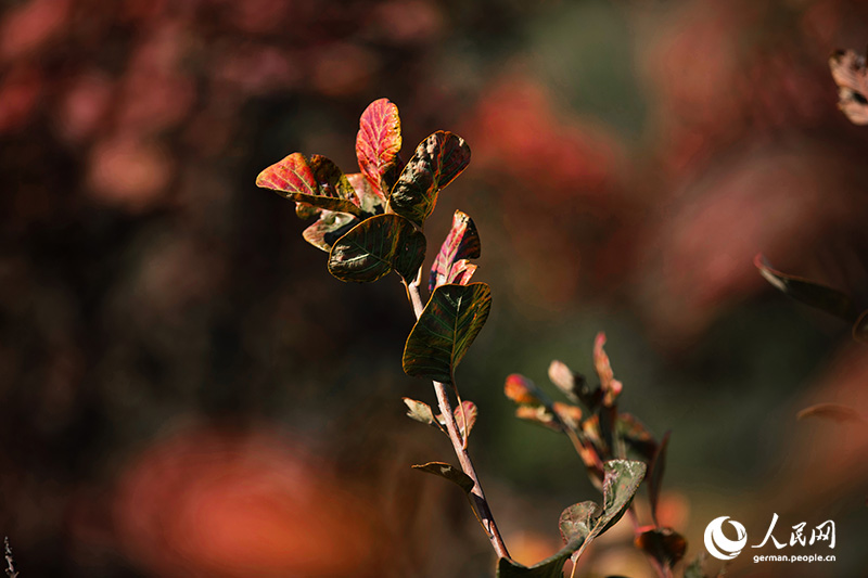 Ein Herbstspaziergang im Baiwangshan-Waldpark