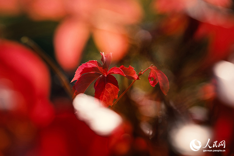 Ein Herbstspaziergang im Baiwangshan-Waldpark