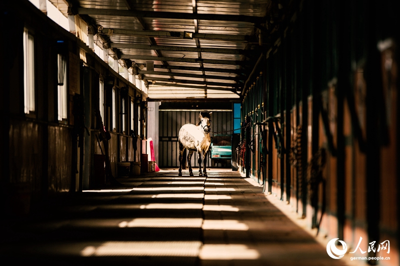 Tanja trifft ... den Oriental Equestrian Club...