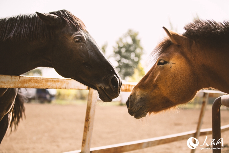 Tanja trifft ... den Oriental Equestrian Club...