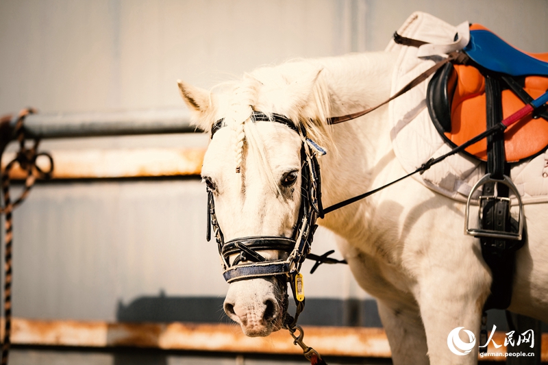 Tanja trifft ... den Oriental Equestrian Club...