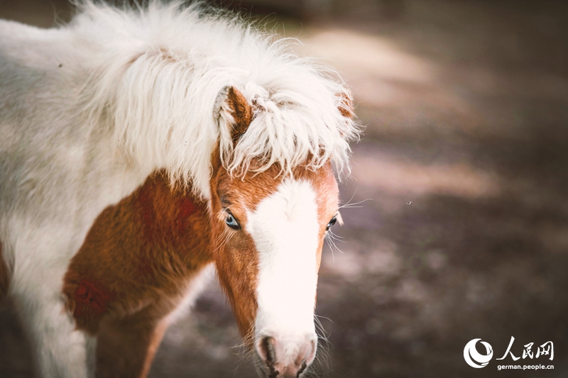 Tanja trifft ... den Oriental Equestrian Club...