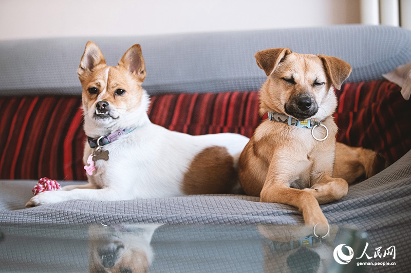 Tanja Trifft...Lost Puppies of Beijing