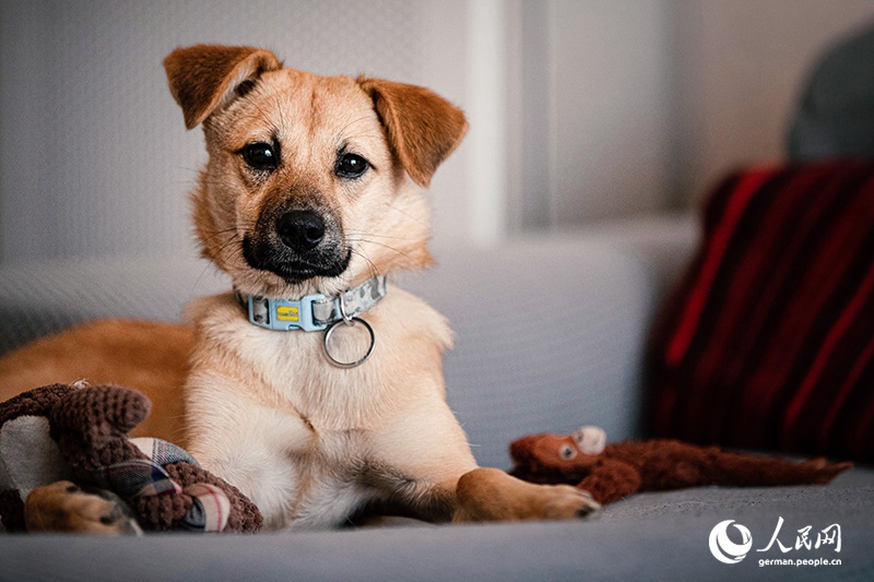 Tanja Trifft...Lost Puppies of Beijing