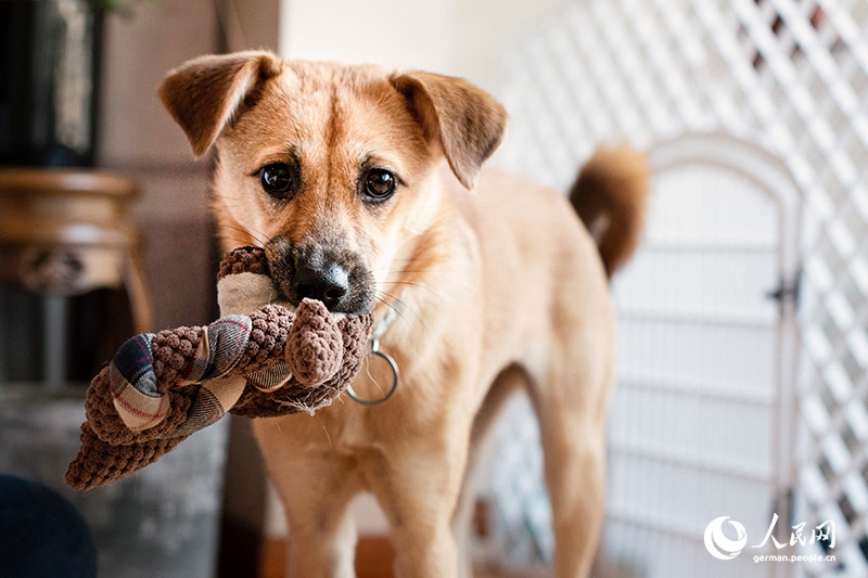 Tanja Trifft...Lost Puppies of Beijing