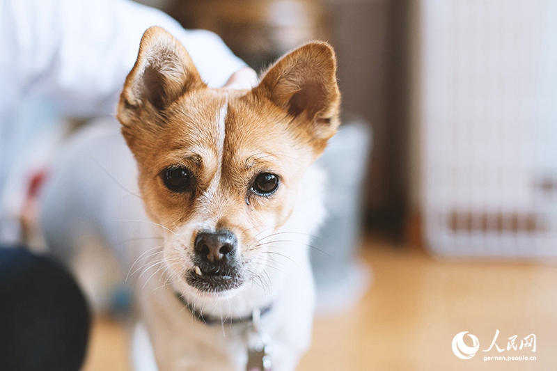 Tanja Trifft...Lost Puppies of Beijing