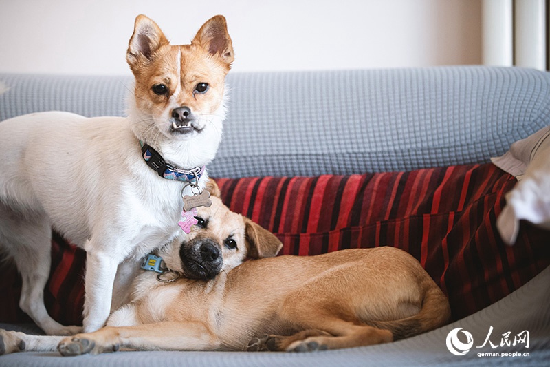 Tanja Trifft...Lost Puppies of Beijing