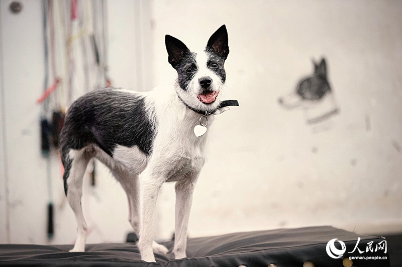 Tanja Trifft...Lost Puppies of Beijing