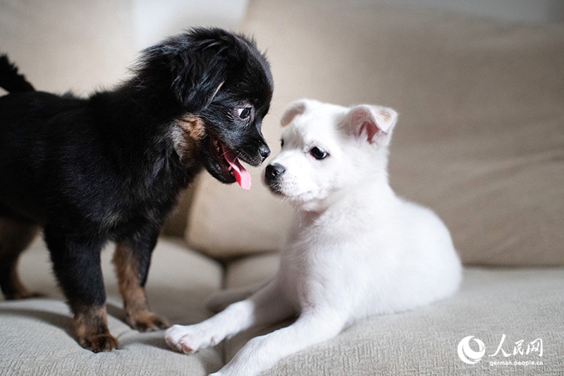 Tanja trifft … ?The Lost Puppies of Beijing“ Teil 2
