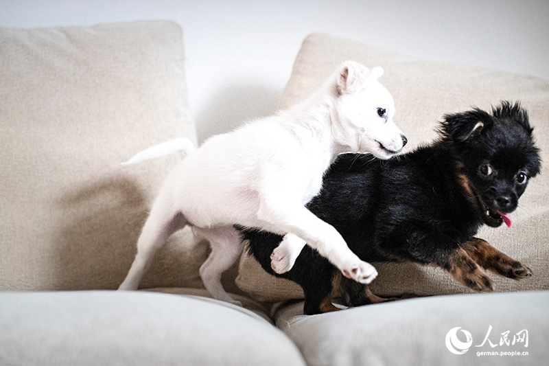 Tanja trifft … ?The Lost Puppies of Beijing“ Teil 2