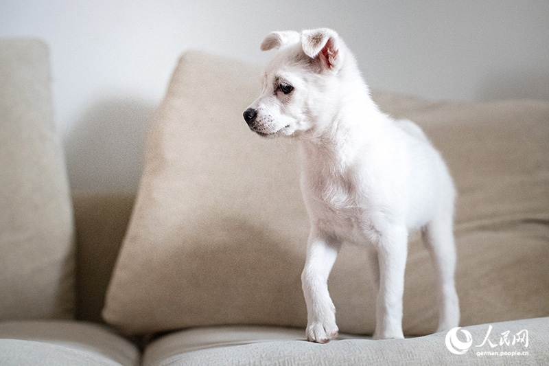 Tanja trifft … ?The Lost Puppies of Beijing“ Teil 2