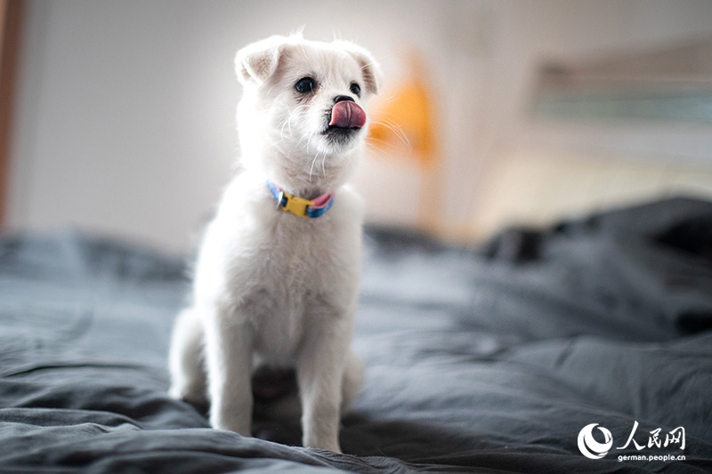 Tanja trifft … ?The Lost Puppies of Beijing“ Teil 2