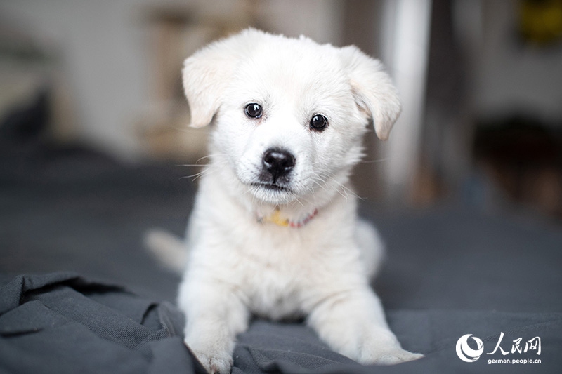 Tanja trifft … ?The Lost Puppies of Beijing“ Teil 2