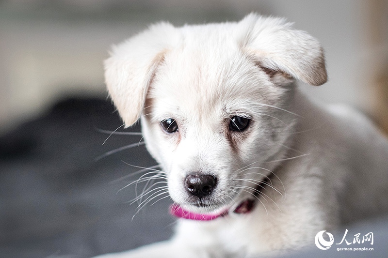 Tanja trifft … ?The Lost Puppies of Beijing“ Teil 2