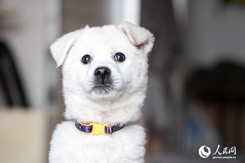 Tanja trifft … ?The Lost Puppies of Beijing“ Teil 2