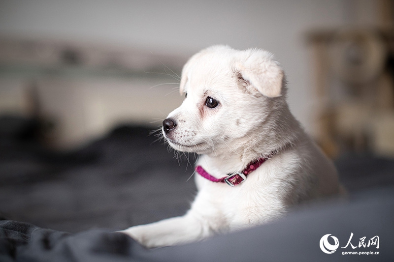 Tanja trifft … ?The Lost Puppies of Beijing“ Teil 2