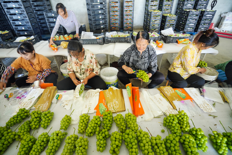 Moderne Landwirtschaft in Pengshan – Erfolgreicher Anbau von Trauben
