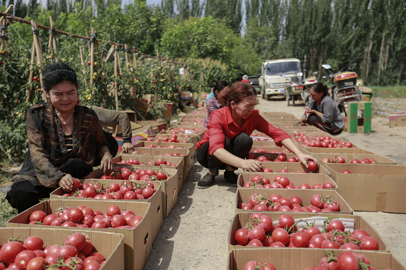 Reife Tomaten bringen Landwirte zum Lachen