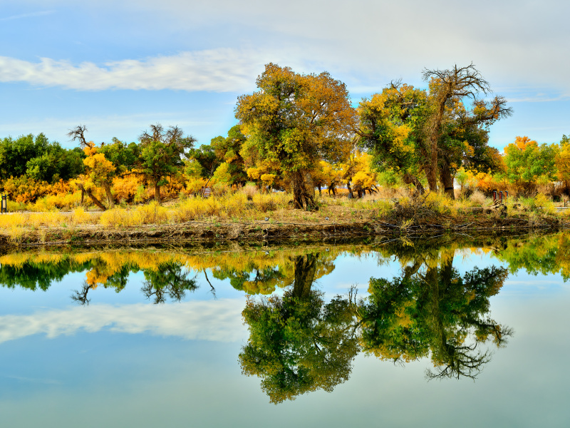 Wüstenpappeln tragen goldgelbes ?Herbstgewand“