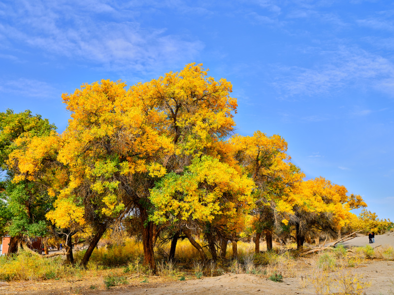 Wüstenpappeln tragen goldgelbes ?Herbstgewand“