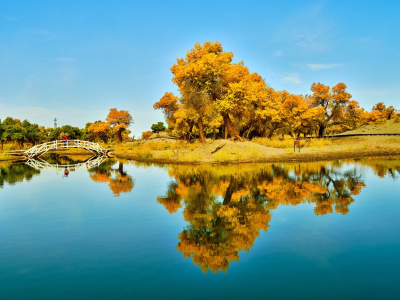 Wüstenpappeln tragen goldgelbes ?Herbstgewand“