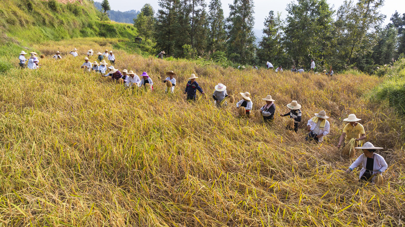 Reisernte in Südwestchina