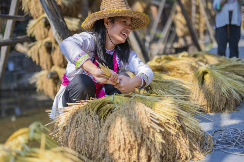 Reisernte in Südwestchina
