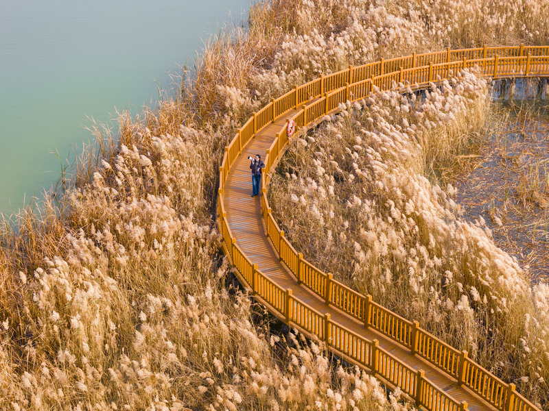 Goldene Pracht am Gelben Fluss in Shandong