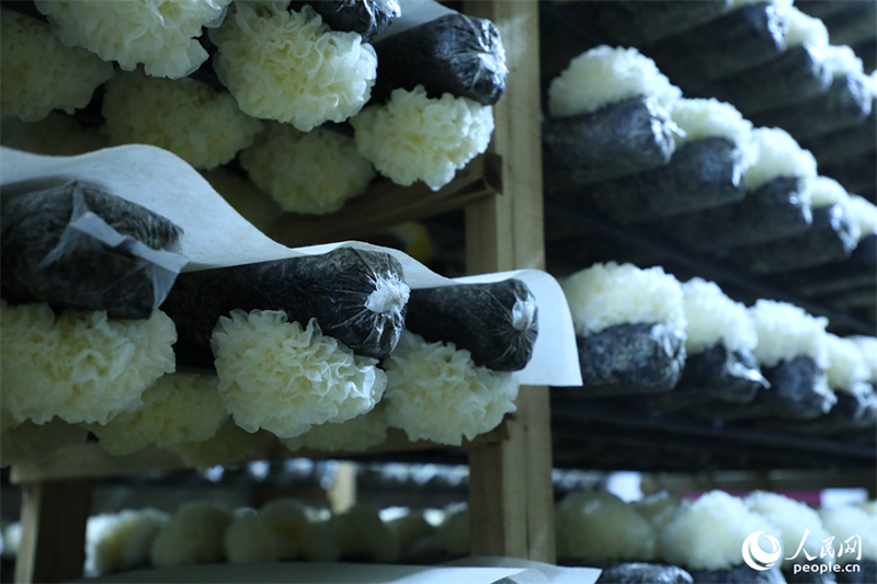 Chinas Pilzindustrie tr?gt zu nachhaltiger Landwirtschaft und Ern?hrungssicherheit bei