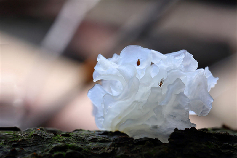 Chinas Pilzindustrie tr?gt zu nachhaltiger Landwirtschaft und Ern?hrungssicherheit bei