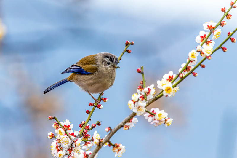 Chongqing: V?gel als quirlige Frühlingsboten