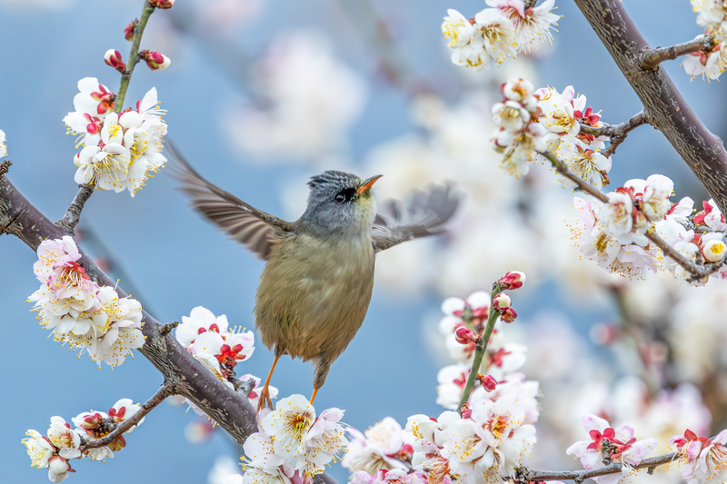 Chongqing: V?gel als quirlige Frühlingsboten