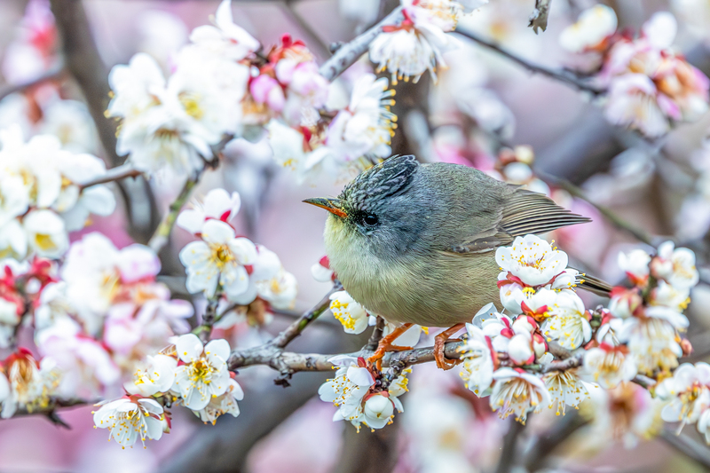 Chongqing: V?gel als quirlige Frühlingsboten