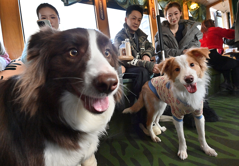 Changchuns Stra?enbahn bietet spezielle Fahrten für Haustiere