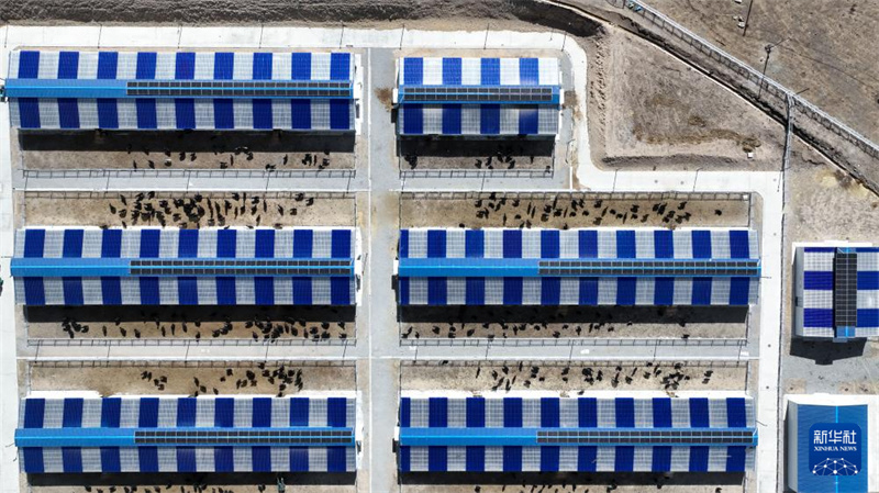 Intelligente Yak-Zucht beflügelt Aufschwung l?ndlicher Gebiete