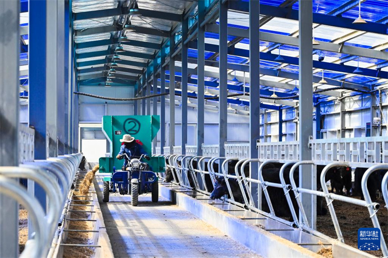 Intelligente Yak-Zucht beflügelt Aufschwung l?ndlicher Gebiete